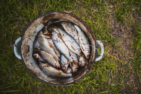 Bucket of fish on grass