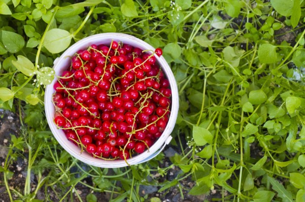 Basket of red berries