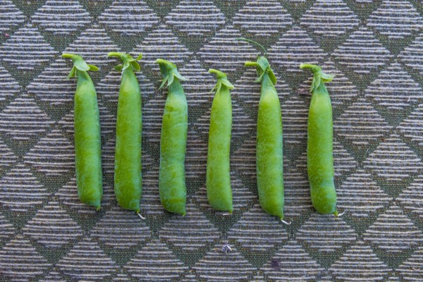 Row of pea pods