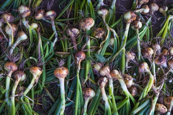 Pile of organic onions