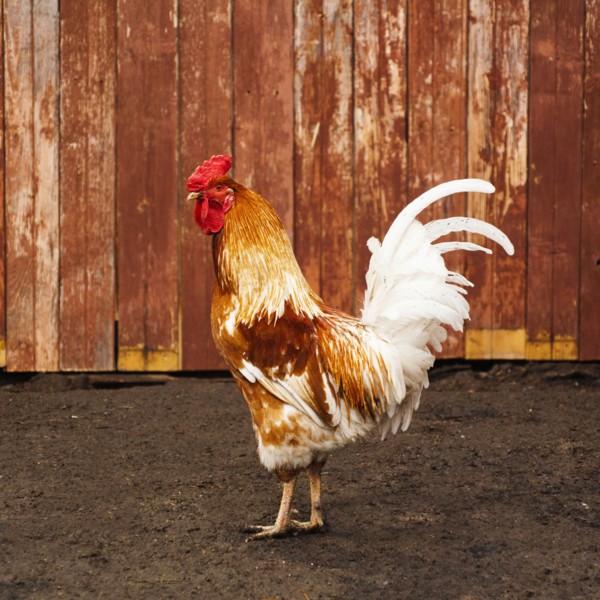 Rooster standing in dirt yard