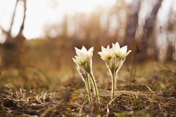 Close up of flowers blooming in forest