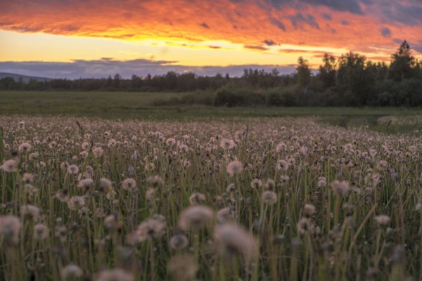 Tall weeds growing in rural field