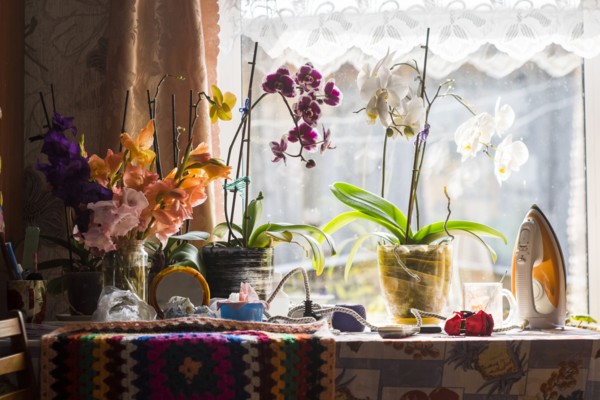 Potted plants on table near window