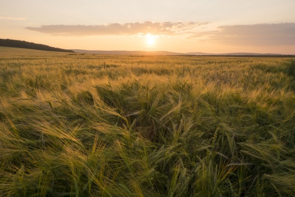 Field of tall grass at sunset