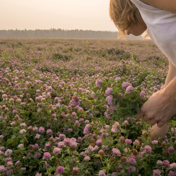 Caucasian woman picking flowers in field