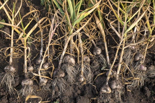 Bulbs laying in soil