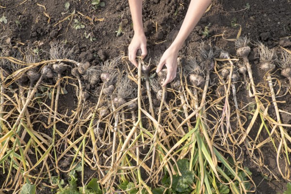 Hands of Caucasian woman arranging bulbs in soil