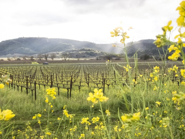 Yellow flowers near vineyard