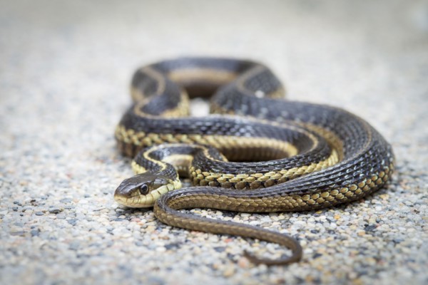 Portrait of snake
