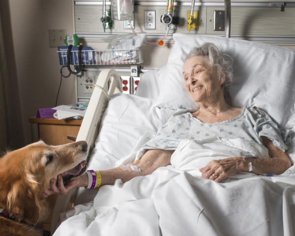 Caucasian woman in hospital petting therapy dog