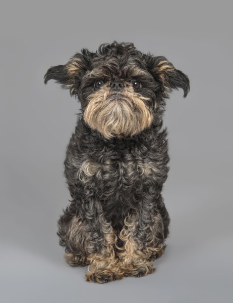 Portrait of serious dog