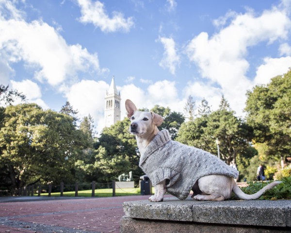Dog sitting in park wearing sweater