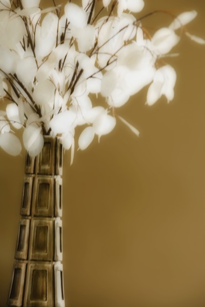 Indoor Plant in Vase