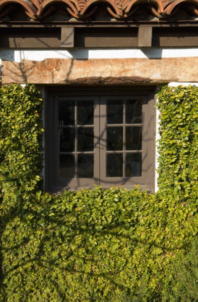 Spanish Style Exterior Wall Covered in Greenery