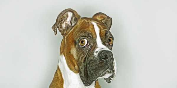 Close up of dog's face