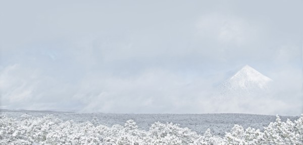 Trees in snowy landscape