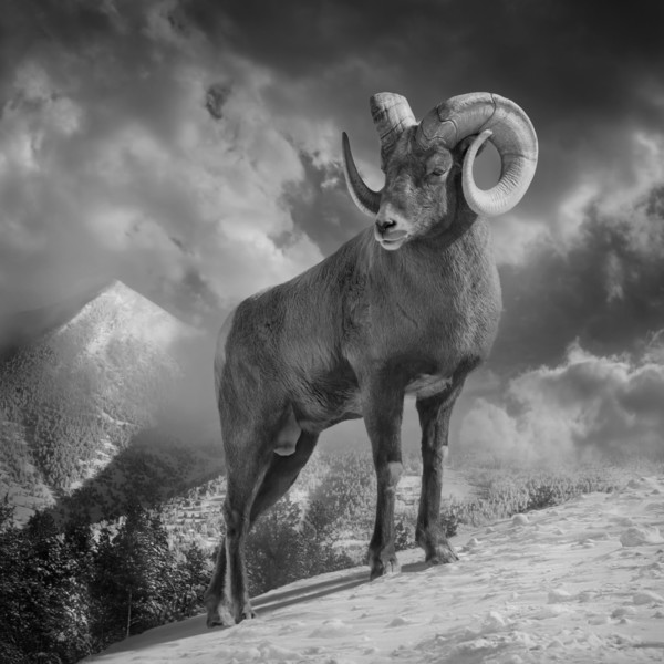 Ram climbing snowy mountain