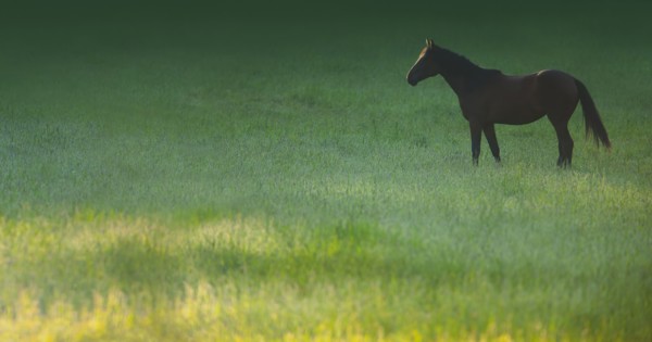 Horse grazing in grassy meadow