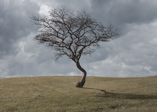 Bare tree growing in rural landscape