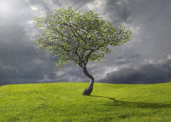 Tree growing in rural landscape