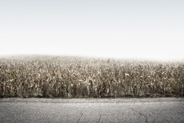 Crop field growing along rural road