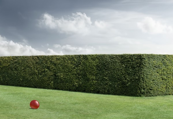 Red balloon laying on lawn by neatly trimmed hedges