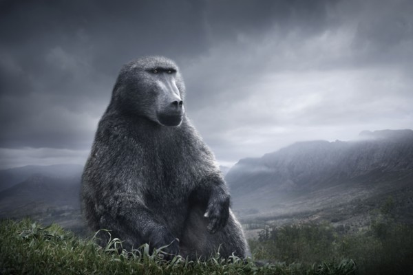 Baboon sitting on hilltop over remote landscape