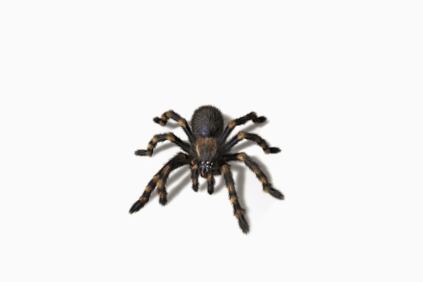 Close up of tarantula crawling