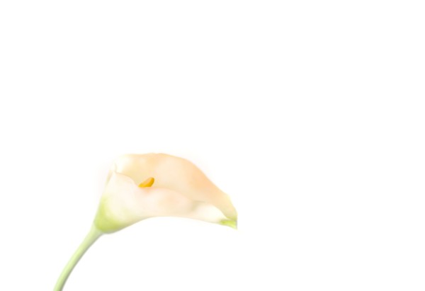 Close up of blooming flower