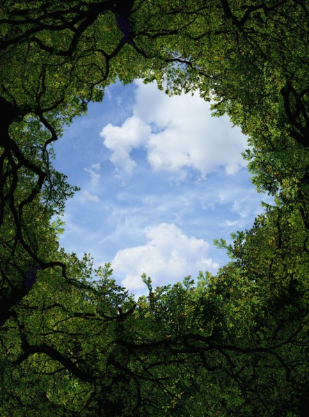 Low angle view of sky and tree canopy