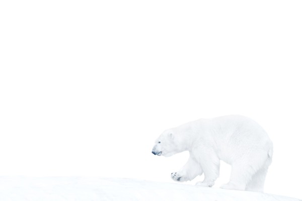 Polar bear walking on ice