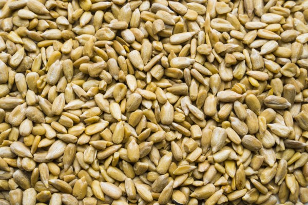 Pile of sunflower seeds