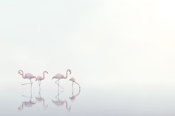 Flamingos wading in foggy water
