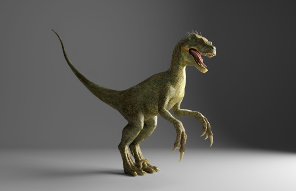 Velociraptor dinosaur standing on gray background