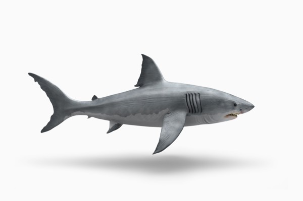 Shark floating on white background