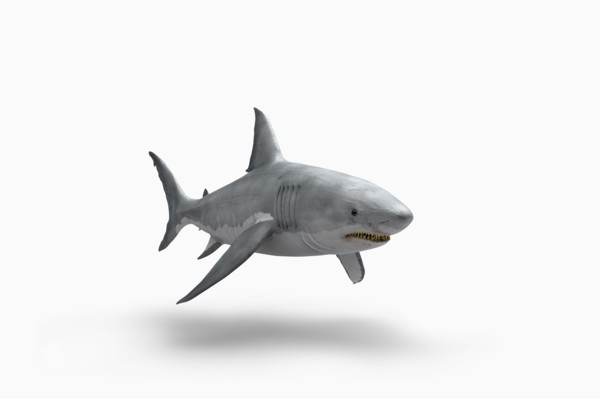 Shark floating on white background