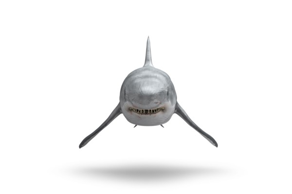 Shark floating on white background