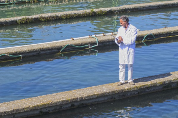 Hispanic man working in fish hatchery