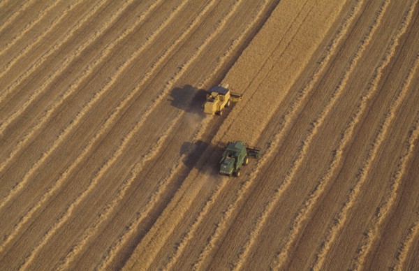 Combine harvesters in wheat field aerial view