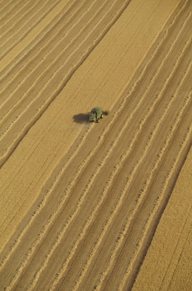 Combine harvester in wheat field aerial view