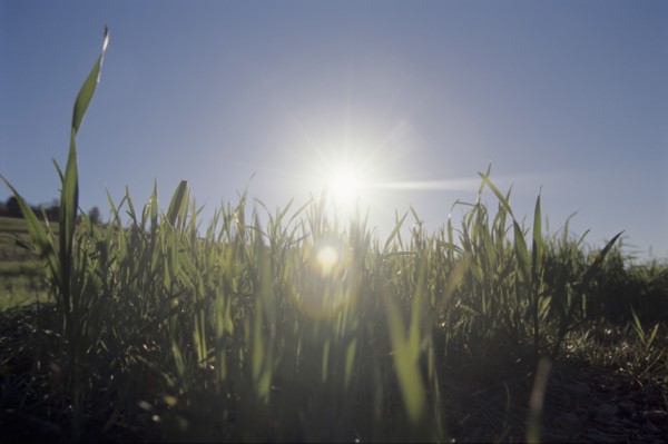 shoots of green grass