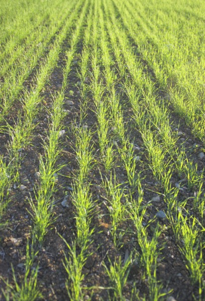 Grass Seedlings Growing in a Field