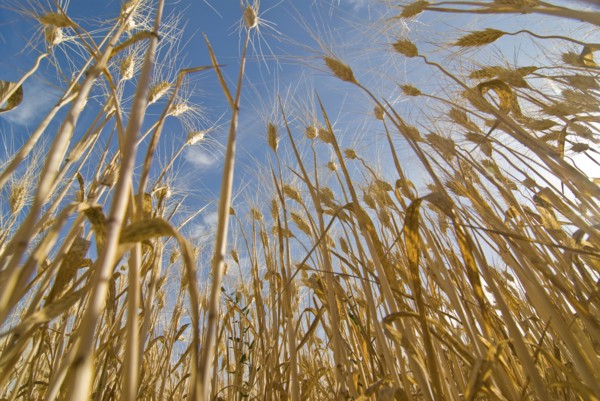 ripe stalks of wheat low angle view
