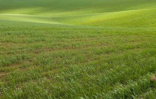 Spain Andalusia fields of wheat spring