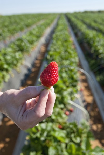 hand of woman holding ripe strawberry