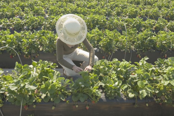 Woman wearing straw hat tending to plants in strawberry plantation
