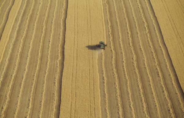 Combine harvester in wheat field aerial view