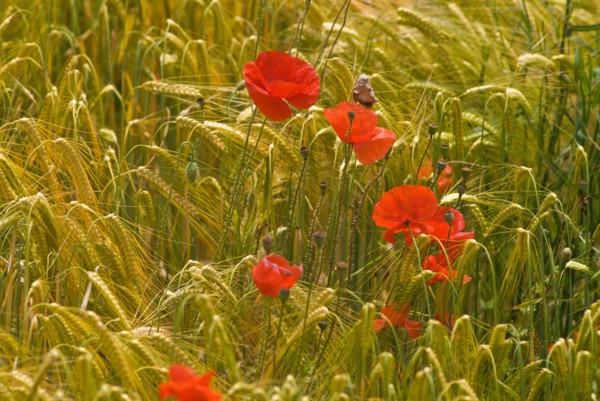 Red poppy flowers in wheat field