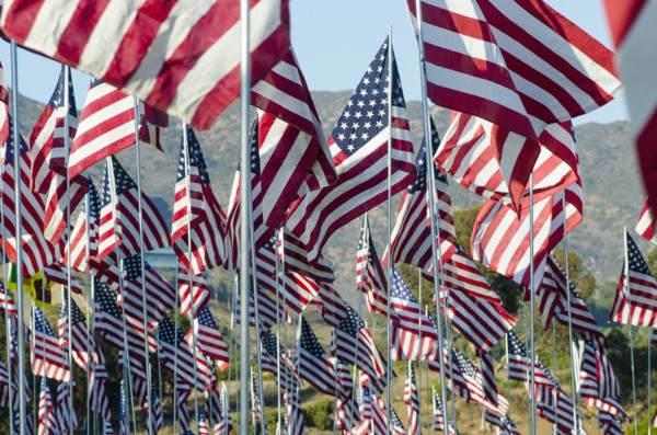 American flags standing in field